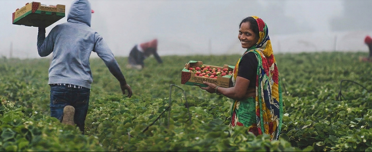 Farm workers in agricultural field